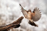 /album/vsetko-o-polovnictve/a1376314-643545565678291-1251561179-n-jpg/